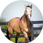 Jackie Kuhn Dotson - @redtailranch229 - Instagram