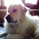 Jackie Doucette - @great_pyrenees_oftheday - Instagram