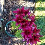 Jackie Dougherty - @nitroboobear1 - Instagram