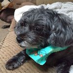 Jackie Dougherty - @tazdough1 - Instagram