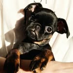 Jackie Red Dragon - @griffon_jackie - Instagram