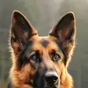 jackiedu - @jackie_edu - TikTok