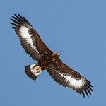 Jack Eagle - @_jackeagle_ - Instagram