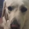 Summer the dog - @edenjackie - TikTok