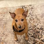 Jackie Fanning - @petdaze - Instagram
