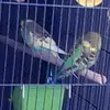 Jackie feather friends - @jackie30012 - TikTok