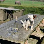 JackRusselFedor - @fedorjackie21 - Instagram