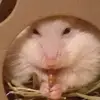 jackie_ferko - @snoetjeeeeeeeee - TikTok