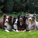 Jackie, Drover, Riley & Finley - @_aussie_paws_ - Instagram
