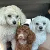 Jacki Lewis Frame - @jacki.lewis.frame - TikTok