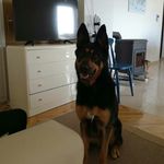 @jackie.german.shepherd - Instagram