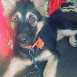 Jackie -German Shepherd - @jackei_doge - Instagram
