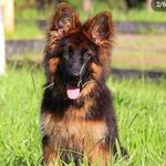 Jackie. (German shepherd) 🐾🐶 - @jackie.___dog_lover - Instagram