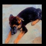 Jackie German shepherd short - @jackiegermanshepherdshort - Instagram
