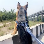 Jackie - @jackie_germanshepherd - Instagram