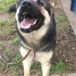 Laura - @jackiegermanshepherd - Instagram