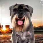 Jackie Grayson - @grayson.jackieandbuddy - Instagram