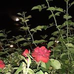 Jackie Griego - @jackiegriego14 - Instagram