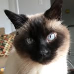 Jackie Gross - @adnicvidjack - Instagram