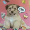 Jackie Hancock - @jackiehancock - TikTok