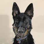 Harley / Jackie Hite - @harley_12_9 - Instagram