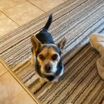 Jackie Hook - @otis_owner - Instagram