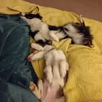 Hopper and Jackie Daytona - @sheriff_hopper_jackie_daytona - Instagram