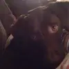 Jax - @jackiehoyle4 - TikTok