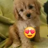 new puppy - @jackiehoyle0 - TikTok