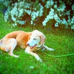 the dog squad - @jackie_isbell_dogs - Instagram