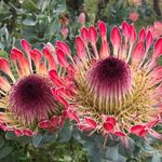 Jackie Jansen - @marmadukedjoply - Instagram