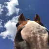 Jolly_jackie_debestepony’s - @jolly_jackie_deponys - TikTok