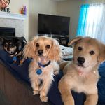 @jackie.kelso.hydie.paws - Instagram