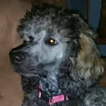 jackie kifer - @rosa_the_standard_poodle - Instagram