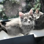 Jackie & Her Kittens - @jackiekittenrescue - Instagram