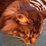 Jackie - @jackie_kitteh - Instagram
