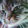 Jackie - @jackiekitteh - TikTok