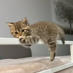 @jackie_kitty_chan - Instagram