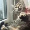 jackiekitty - @jackiekitty8 - TikTok