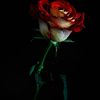 jackiewladner75290 - @jackiewladner75290 - TikTok
