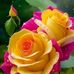 Jackie Lando - Facebook