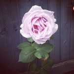 Jackie Laws - @jackielaws.jl - Instagram
