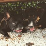 Jackie & Lebrao - @jackienlebron - Instagram