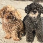Liza Kvist C - @poodle_jackie_lebron - Instagram