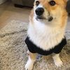 Jake Longbottom - @iron.ically - TikTok