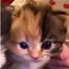 whattheflipjackie.luxvu - @whattheflipjackie.luxvu - TikTok