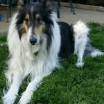Jackie Gill- Maier - @colliemom12 - Instagram