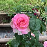 Jackie McCormack - @jaqualine1973 - Instagram