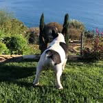 Jackie Monell - @monbridge_frenchies - Instagram
