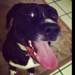 Jackie "J-Mo" Jackson Morrell - @jackie_the_wonder__pup - Instagram
